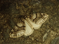 Esakiopteryx volitans