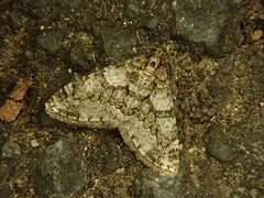 Esakiopteryx volitans