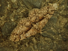 Satoblephara parvularia