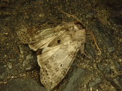 Neoploca arctipennis