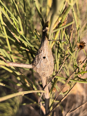 Gnorimoschema powelli