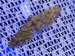 Eupithecia