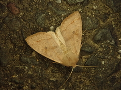 Anorthoa angustipennis