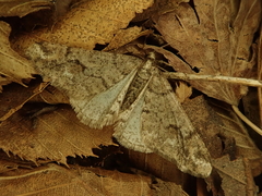 Agriopis dira
