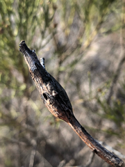 Gnorimoschema powelli