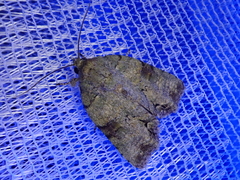 Blenina senex