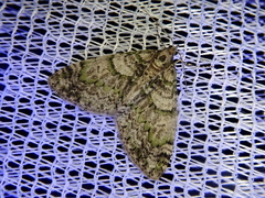 Esakiopteryx volitans