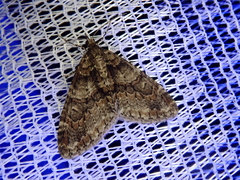 Esakiopteryx volitans