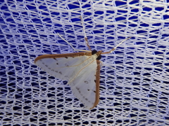 Palpita nigropunctalis