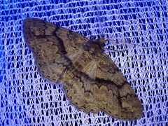 Cleora leucophaea