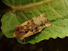 Teratoglaea pacifica