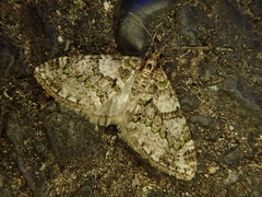 Esakiopteryx volitans