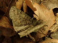 Pachyligia dolosa