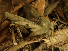 Pachyligia dolosa