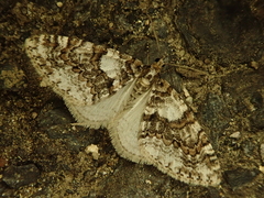 Esakiopteryx volitans