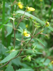 Calceolaria mexicana