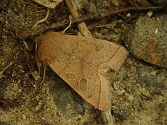 Anorthoa angustipennis