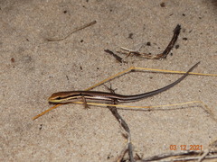 Brasiliscincus heathi