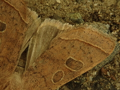 Anorthoa angustipennis