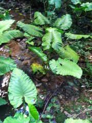 Alocasia sarawakensis
