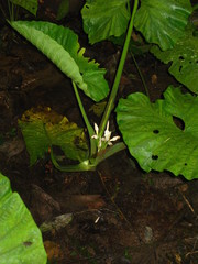 Alocasia sarawakensis
