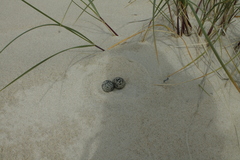 Thinornis cucullatus