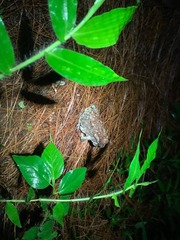Duttaphrynus melanostictus