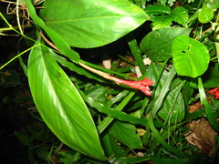 Globba atrosanguinea