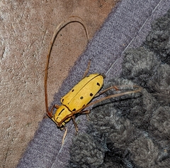 Tragostomoides pretiosus