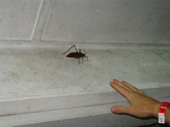 Mecopodinae