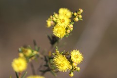 Verticordia chrysantha