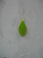 Morsimus quadratus