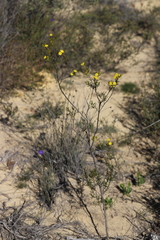 Verticordia chrysantha