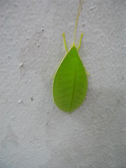Morsimus quadratus