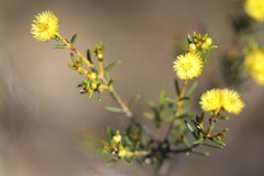 Verticordia chrysantha
