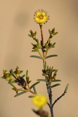 Verticordia chrysantha