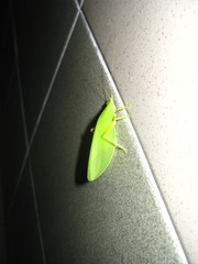 Morsimus quadratus