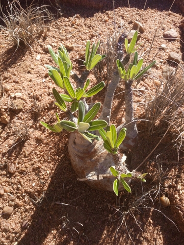 Pachypodium gracilius image