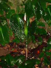 Amorphophallus hewittii