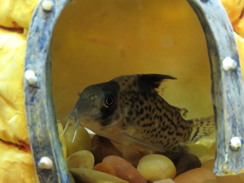 False spotted catfish (Corydoras leucomelas) — Callichthyidae — 3