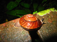 Exrhysota brookei