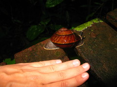 Exrhysota brookei