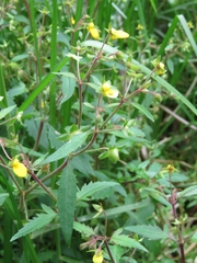 Calceolaria mexicana