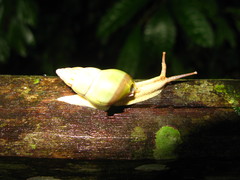 Amphidromus