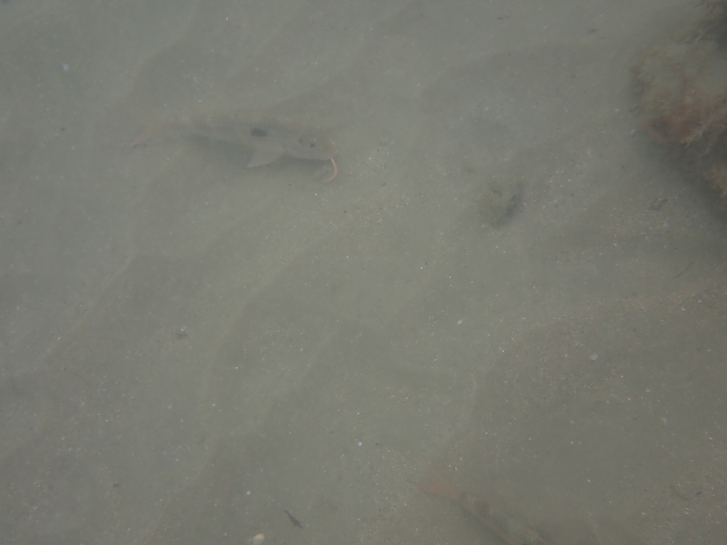 Bigscale goatfish (Pseudupeneus grandisquamis) — Mullidae