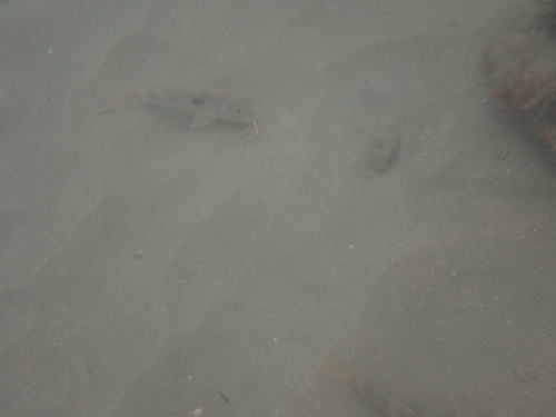 Bigscale goatfish (Pseudupeneus grandisquamis) — Mullidae