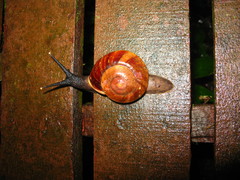 Exrhysota brookei