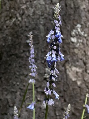 Salvia helianthemifolia