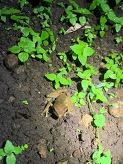 Chalcorana chalconota