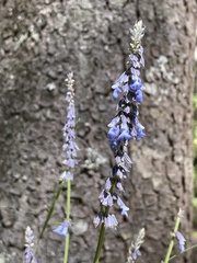 Salvia helianthemifolia